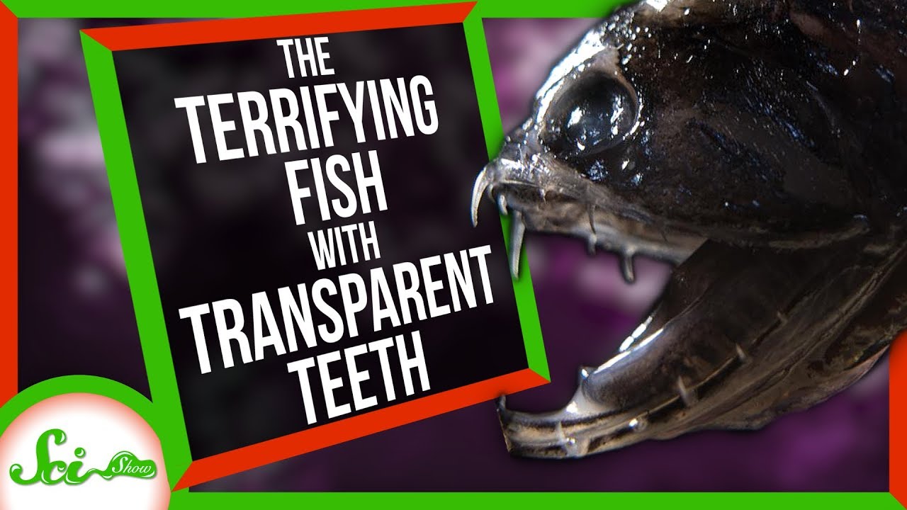 深海のステルス戦闘機　透明な歯をもつ恐怖のハンター「Aristostomias scintillans」