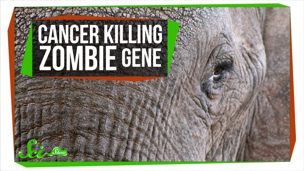 ガンを抑制する“ありがたい殺し屋”　ゾウが持つ「ゾンビ遺伝子」の正体