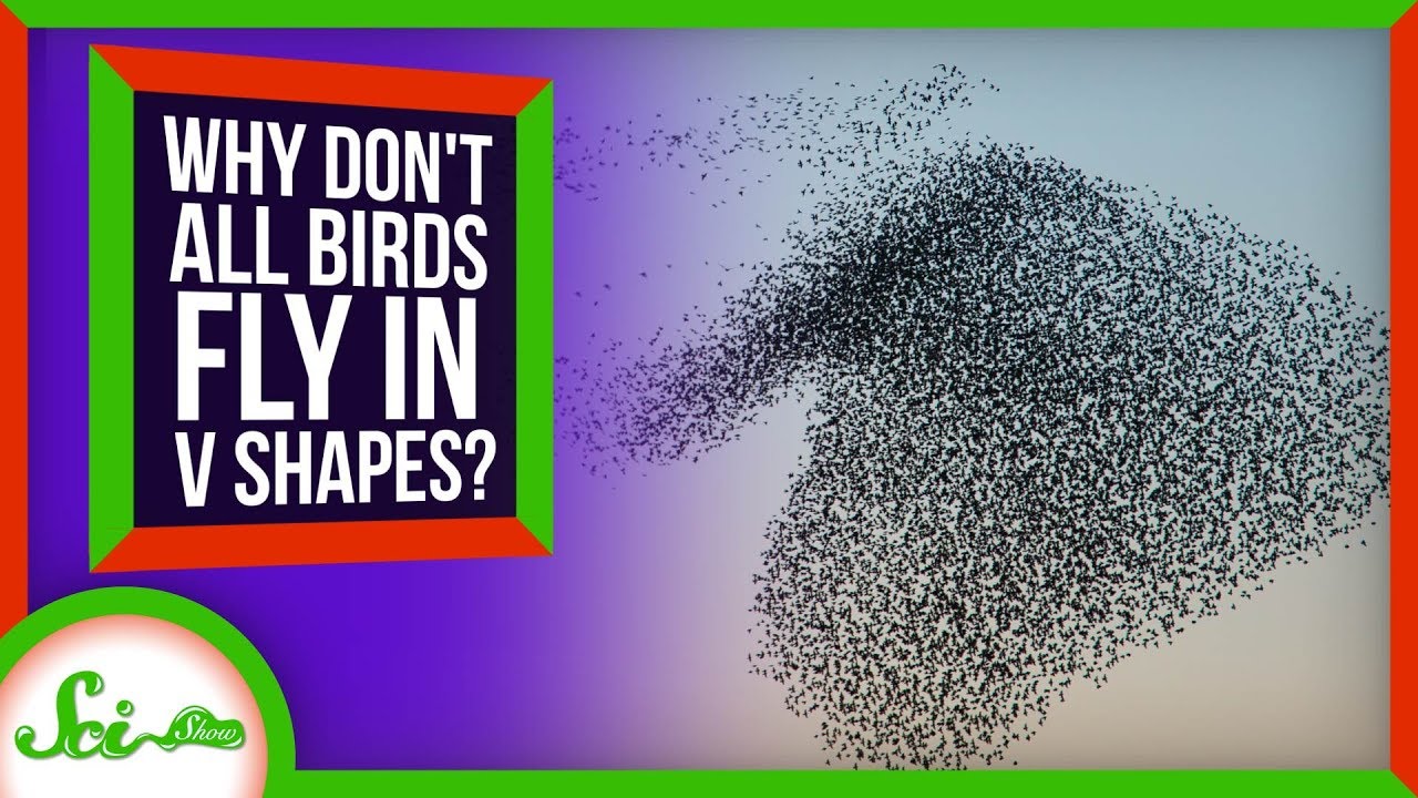 鳥の群れが「V字フォーメーション」で飛ぶ理由