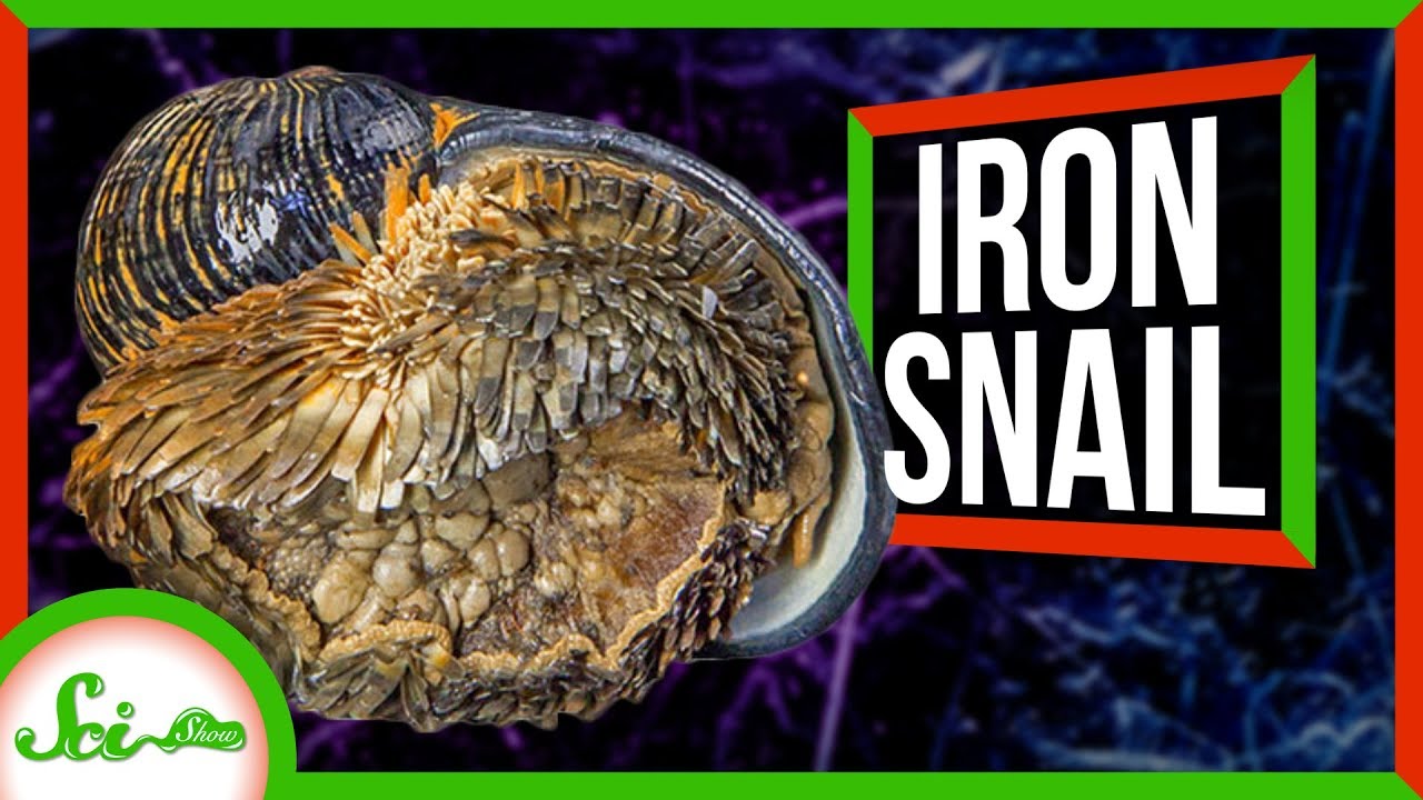 “鉄の鎧”を身にまとう巻貝　「ウロコフネタマガイ」の謎に包まれた生態