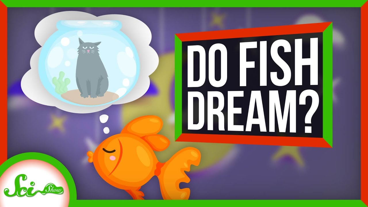 魚は夜に夢を見ているのか？