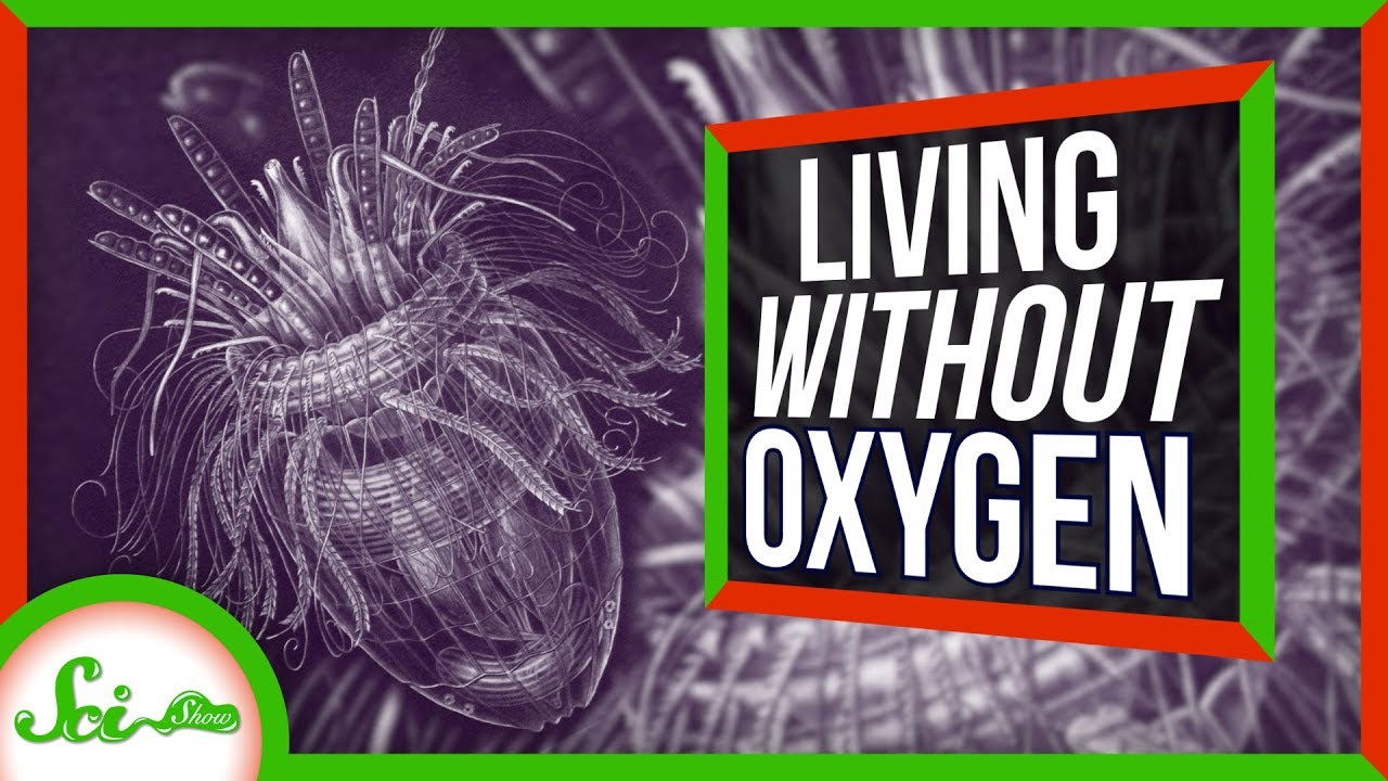 死の雨を生き延びた、生きるために酸素を必要としない生物「ロリシフェラ」の謎