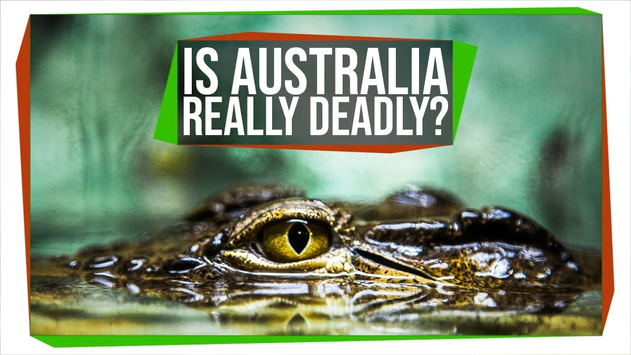 オーストラリアで最も危険な動物は「カンガルー」　人々に誤解されがちな“危険な生き物”