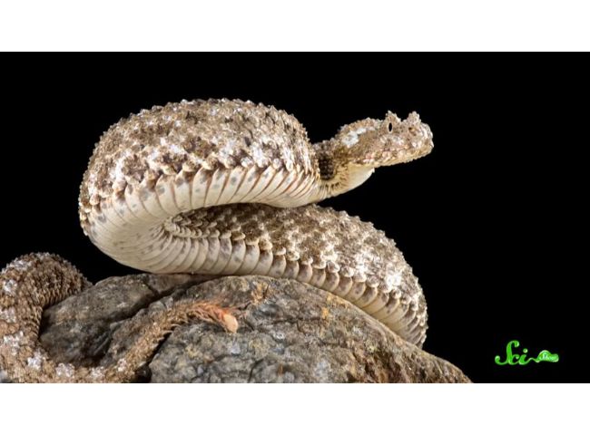 地を這うヘビが、空飛ぶ鳥を捕食するために遂げた、驚きの進化スパイダーテイルド・クサリヘビの“尾の秘密”