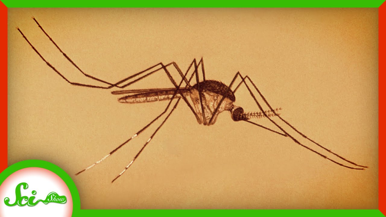 「蚊に刺されてかゆい」がなくなる日も近い？　遺伝子研究が導く、“血を吸わない蚊”が誕生する未来