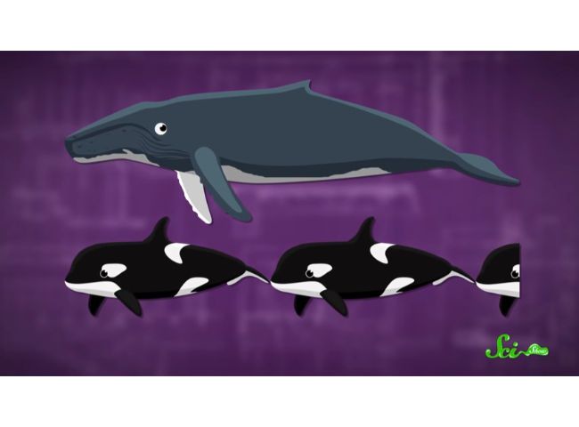 シャチに襲われていれば たとえ仲間でなくとも助けに向かう 海のヒーロー ザトウクジラの謎 ログミーbiz