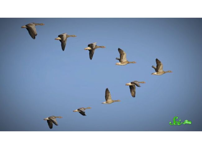 鳥の群れが V字フォーメーション で飛ぶ理由 ログミーbiz