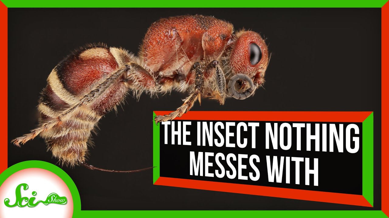 捕食者がほぼいない、驚異の昆虫「アリバチ」の生存進化論