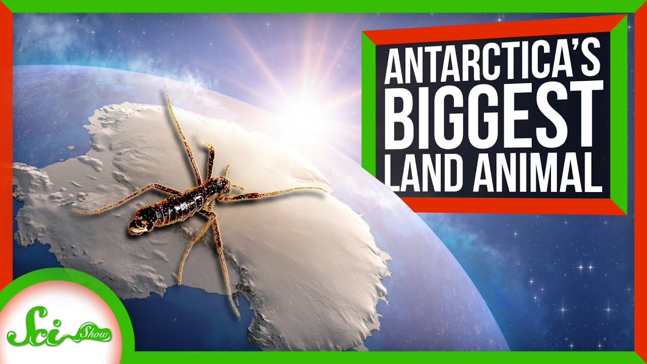 南極でも生きられる唯一の昆虫　過酷な環境でのユニークな生存戦略