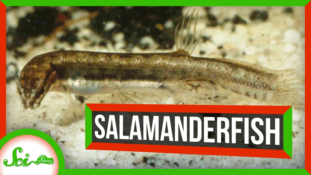 乾燥した砂の中で数ヶ月も“夏眠”する魚　サラマンダーフィッシュの謎