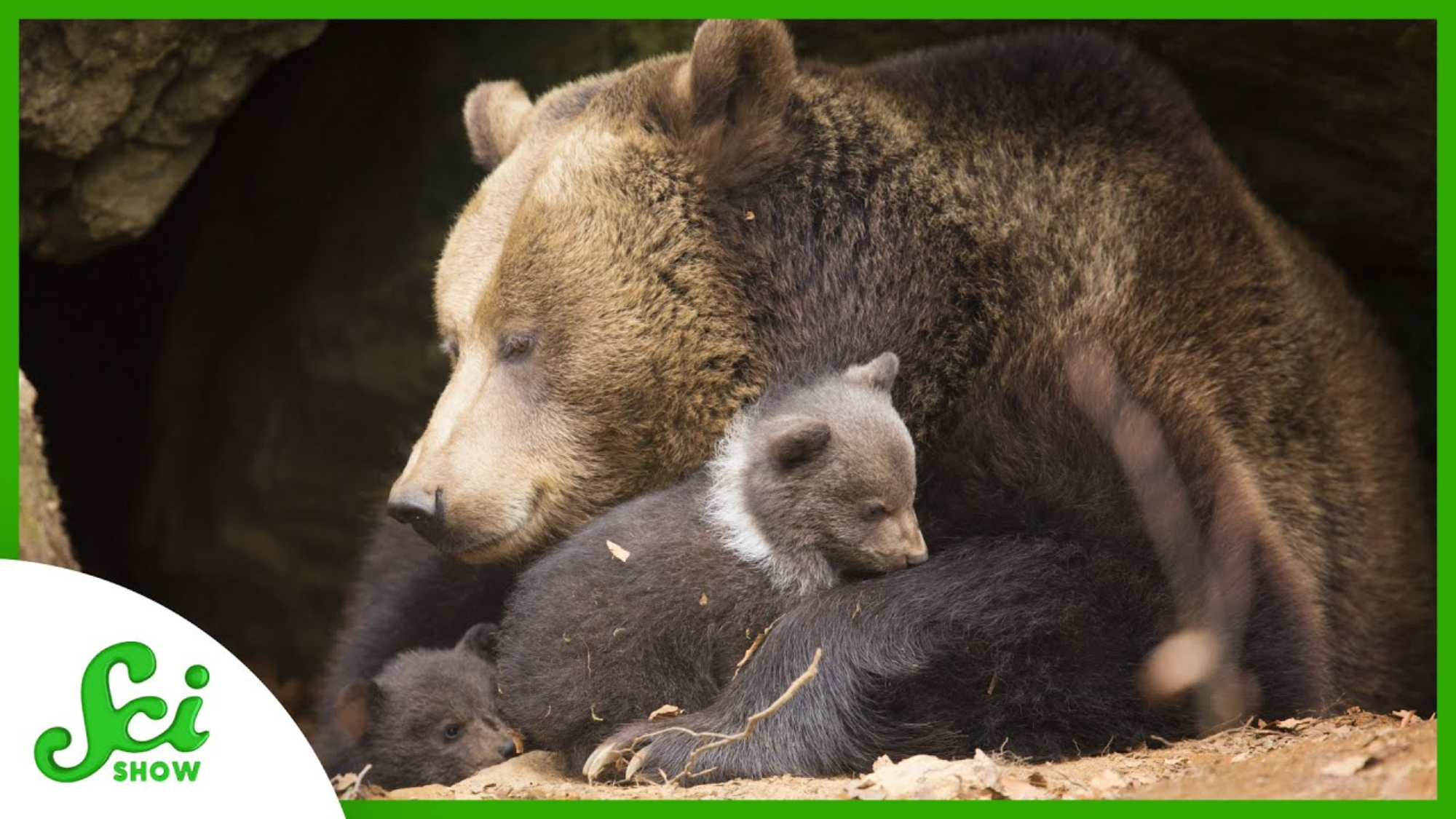 クマがわざわざ冬眠中に出産をする理由 ログミーbiz