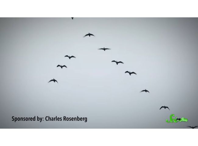 鳥の群れが V字フォーメーション で飛ぶ理由 ログミーbiz
