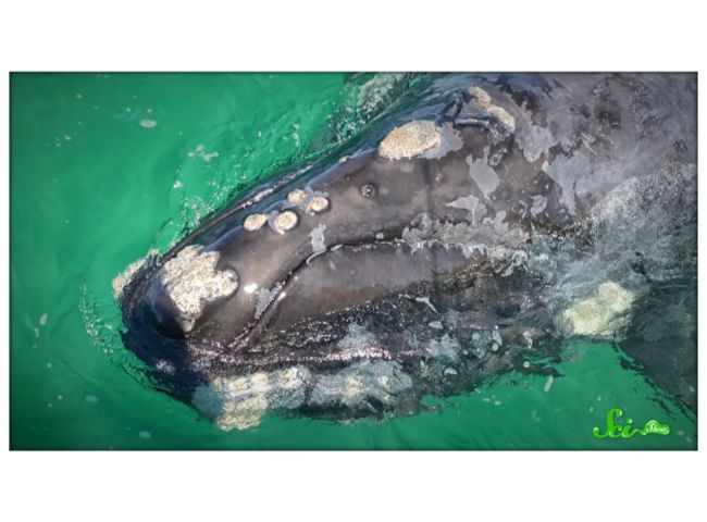 クジラの白い模様の正体は 寄生生物 クジラジラミ ログミーbiz