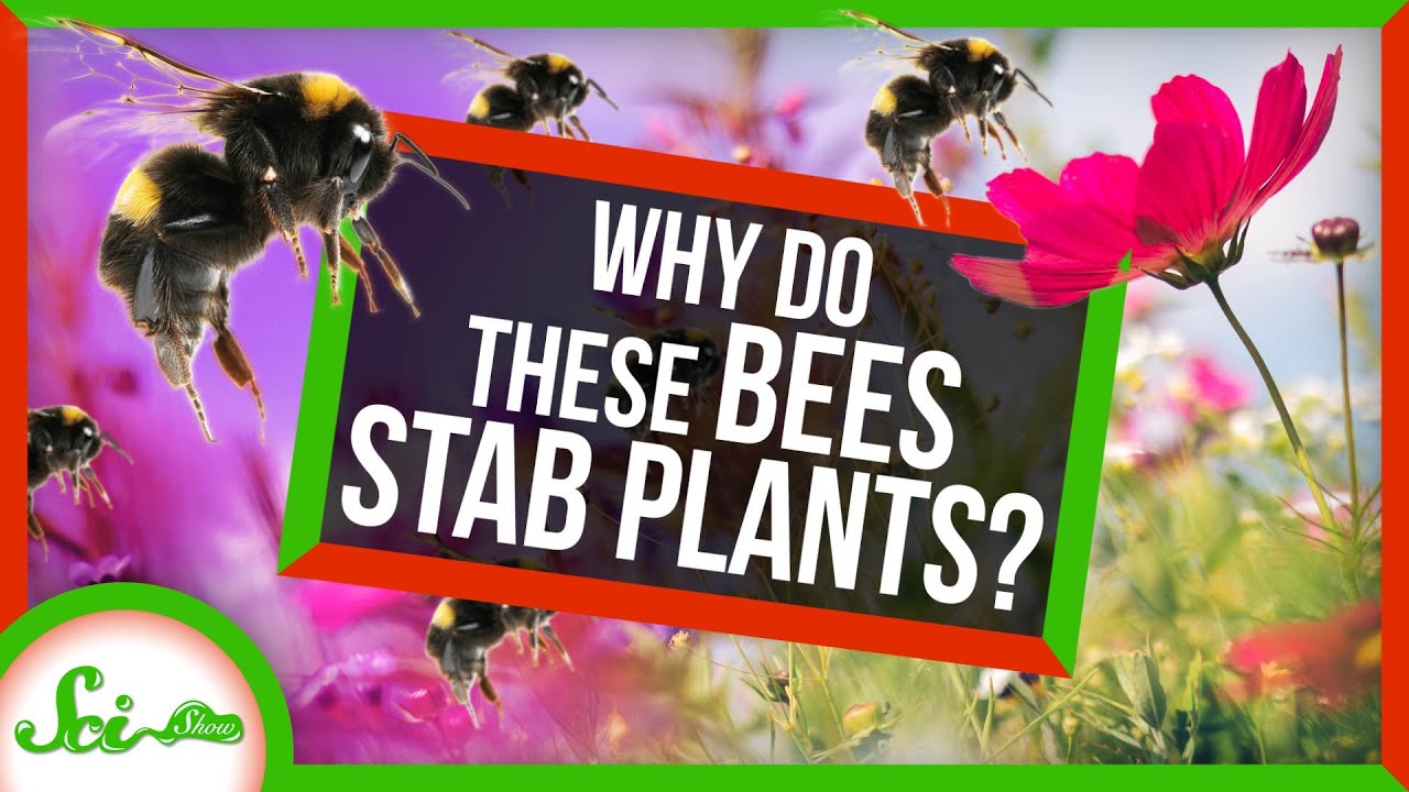 蜂の”意外な行動”によって30日も早まる、花の開花時期