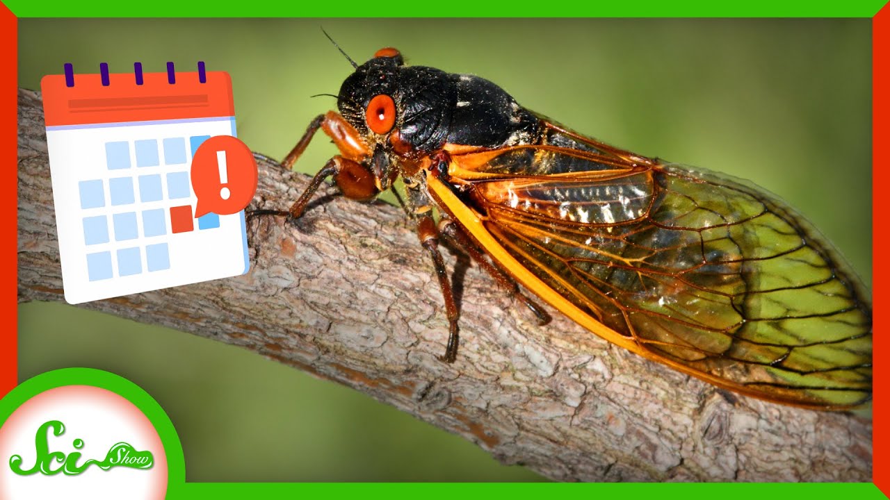 13年あるいは17年も地下で暮らす ある特殊なセミの生態 捕食者から身を守る 素数周期 のライフサイクル ログミーbiz