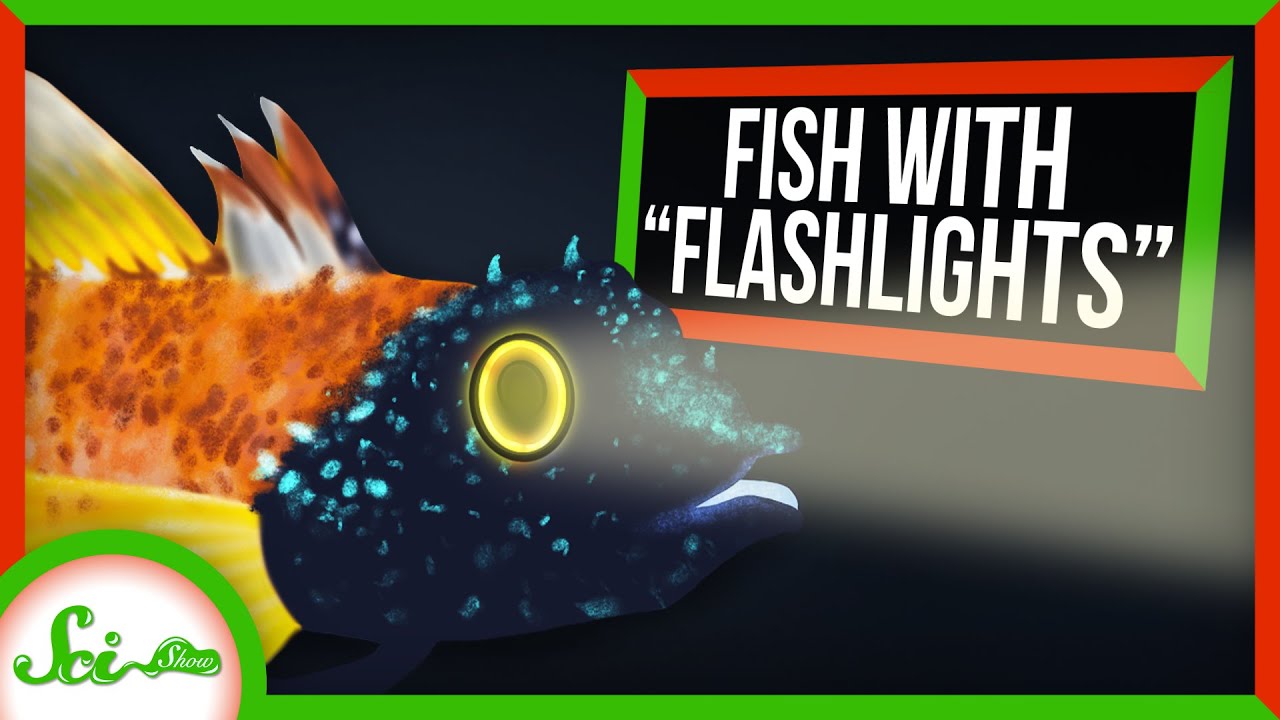 暗い水中で「明かりをつける」魚たち