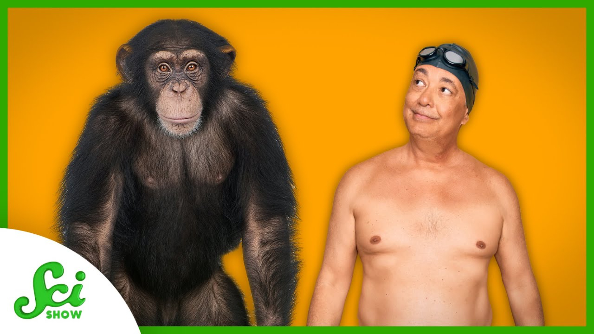 チンパンジーと人間 どっちが強い？