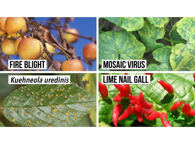 植物も風邪をひく 病原体が繁殖する特殊なプロセス ログミーbiz