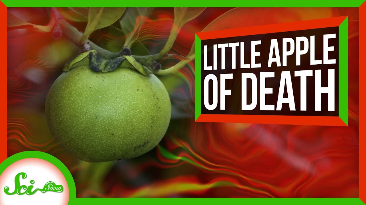 ギネスが認めた世界で最も危険な樹　実在する“猛毒のリンゴ”の正体