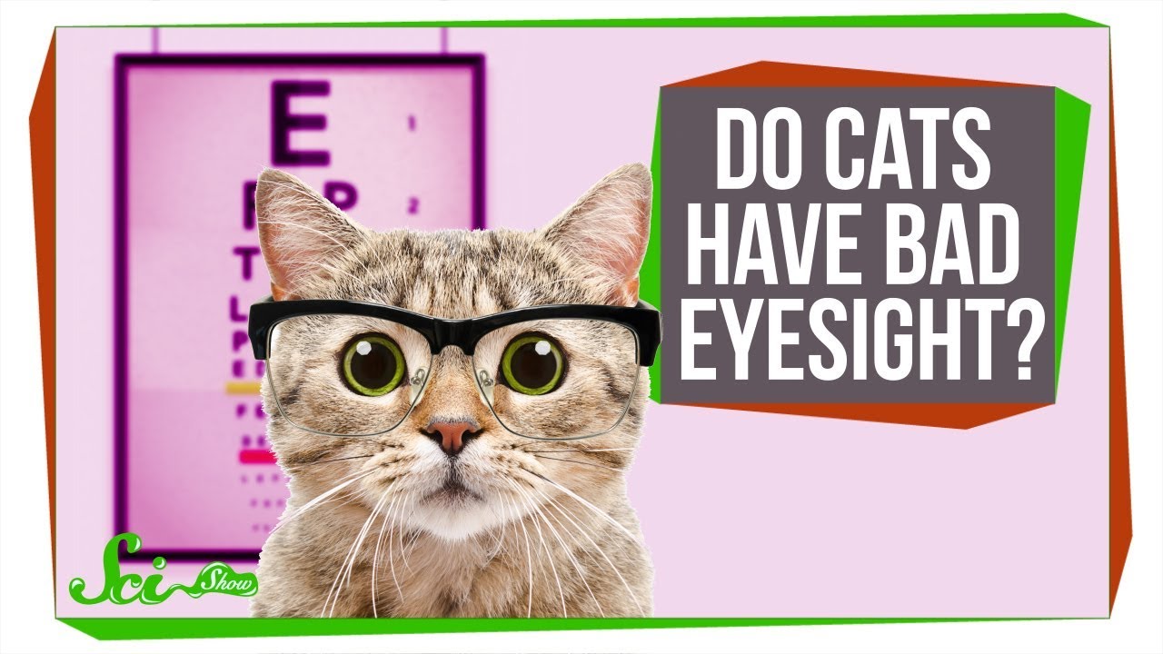 25センチ以内の物体を認識できない、猫の目のメカニズム