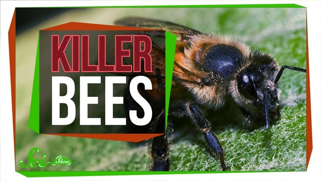 品種改良で生まれた 凶暴すぎるミツバチ キラービー ブラジルで起きた伝説級の事故の顛末 ログミーbiz