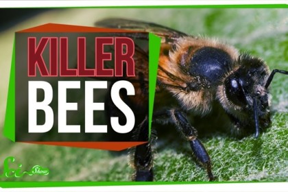 品種改良で生まれた、凶暴すぎるミツバチ「キラービー」　ブラジルで起きた伝説級の事故の顛末