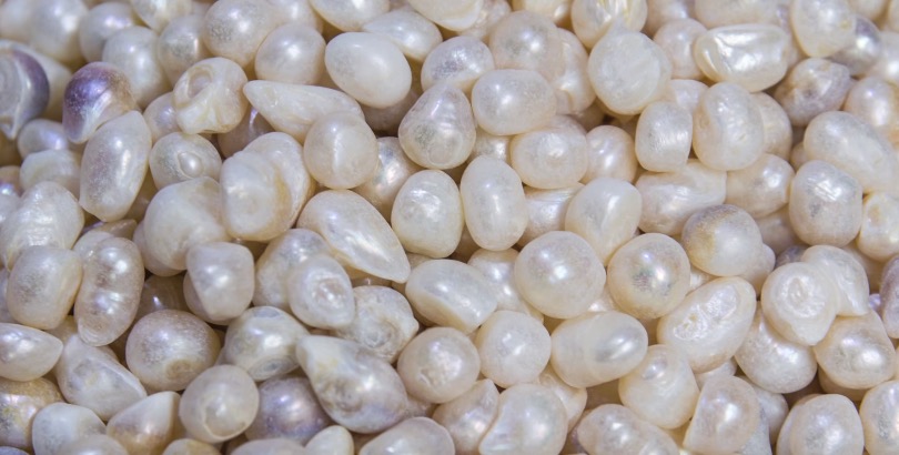 牡蠣はなぜ真珠を作るのか 仕組みを解説 ログミーbiz