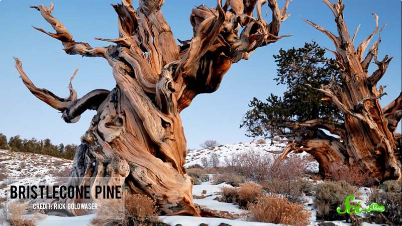 世界で最も古い木の樹齢と生態 ログミーbiz