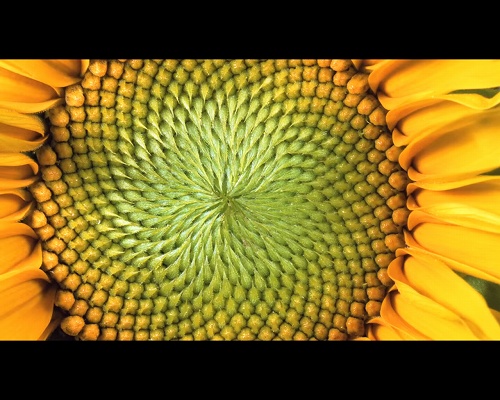 花びらの枚数は数学で決まっていた 多くの植物に潜む フィボナッチ数列 の不思議 ログミーbiz