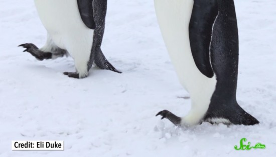 ペンギンが氷の上を裸足で歩いても平気な理由 ログミーbiz