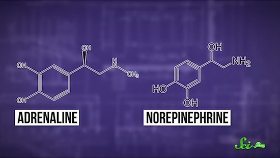 まるで万能薬? 心臓病と精神疾患に同じ薬が効く秘密