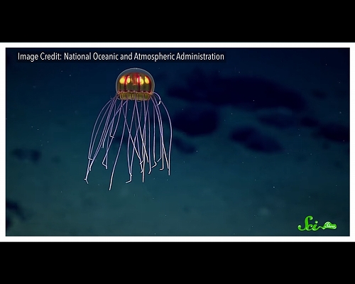 近年新たに発見された、深海に潜む奇抜な生物たち - ログミーBiz
