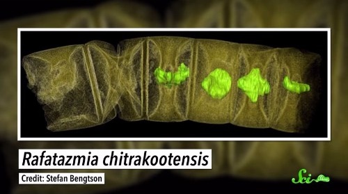 生命の歴史が塗り替えられる? 16億年前の古代の化石からわかったこと