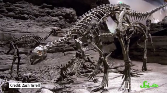 恐竜の“脳”は発掘できるか?