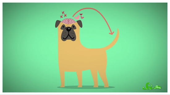 犬のしっぽによるコミュニケーション方法について解説 ログミーbiz