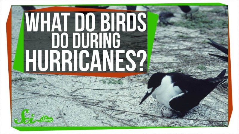 暴風雨の中を鳥たちはどう生き抜くのか？