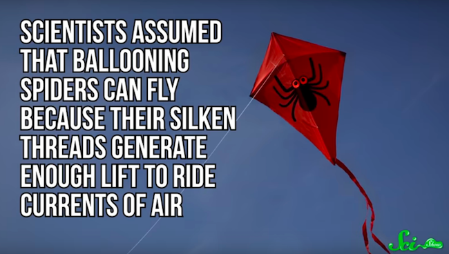 空飛ぶクモが必要とするのは、風ではなく「電気」だった　