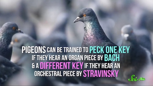 ハトはバッハを聴き分ける 動物たちに好きな音楽を選ばせた結果 ログミーbiz