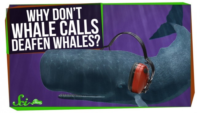 800キロ離れていてもコミュニケーション可能　クジラたちの聴覚の謎