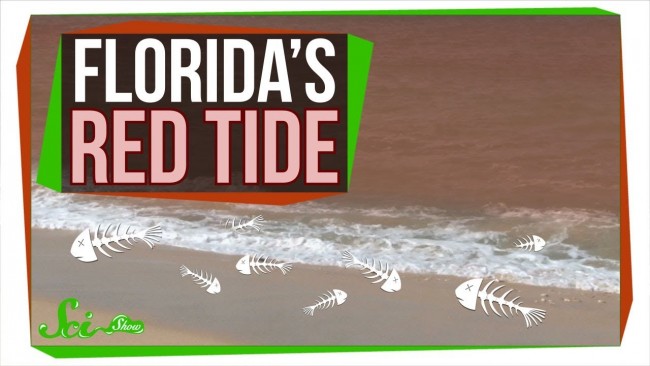 なぜフロリダの赤潮が多くの動物を殺しているのか